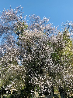 Tree in Spring bloom